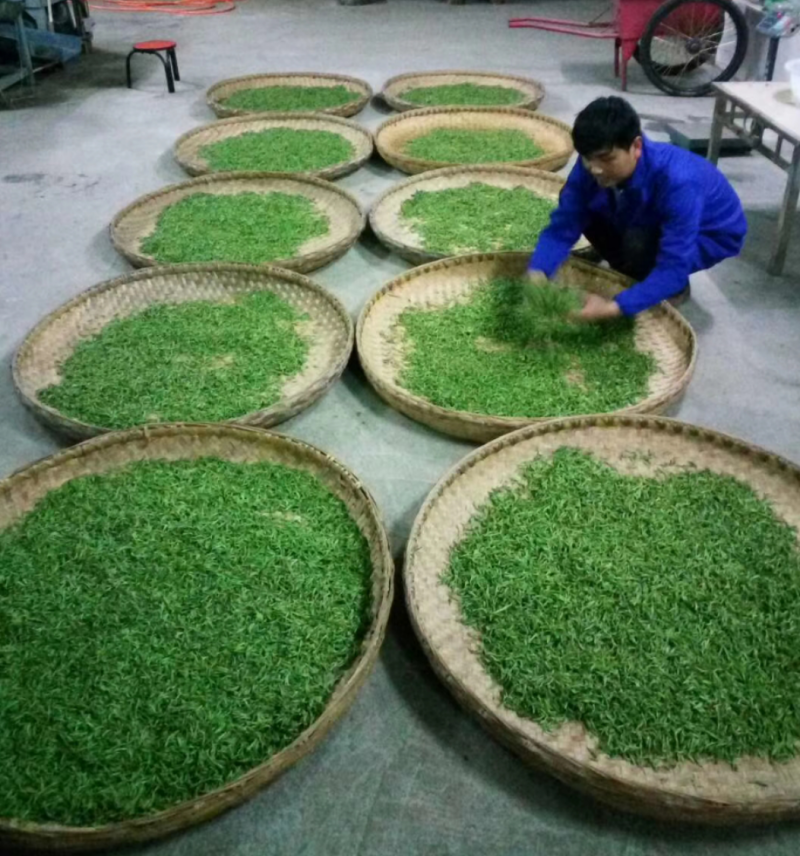 陕西安康富硒绿茶