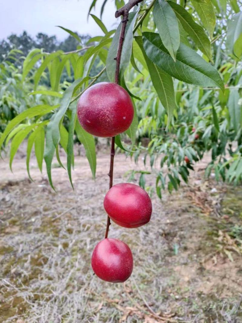 湖北油桃，中油，金锁品种齐全口感脆甜可视频看货