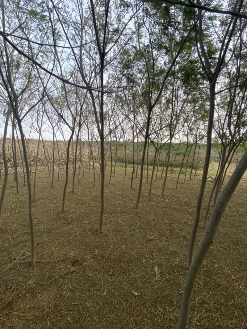 合欢树，芙蓉树