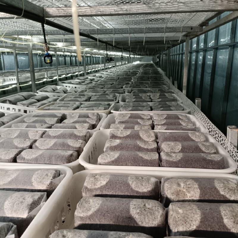 金耳菌包源头生产厂家