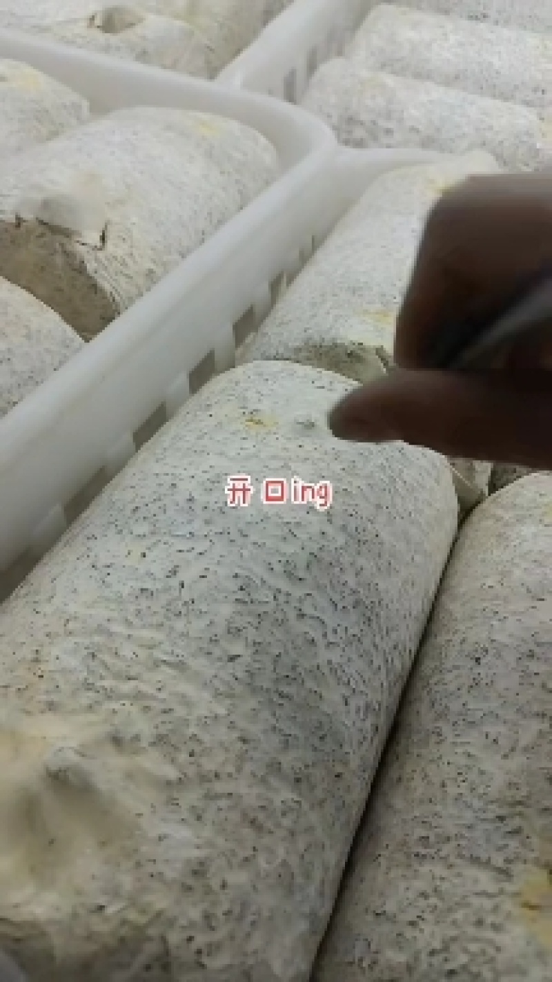 金耳菌包源头生产厂家