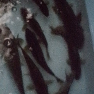 鲫鱼