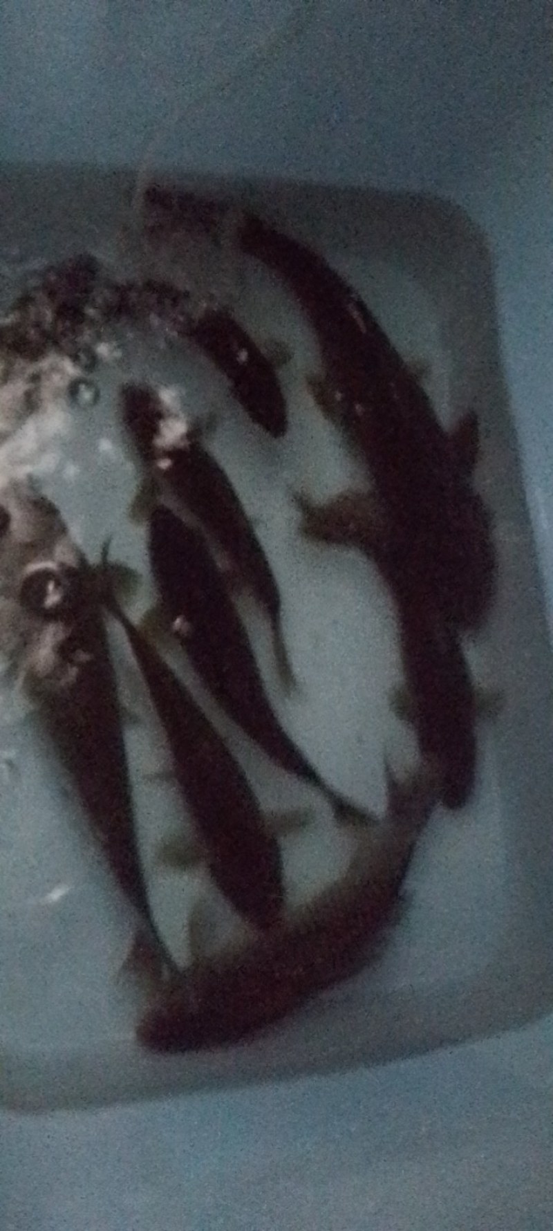 鲫鱼