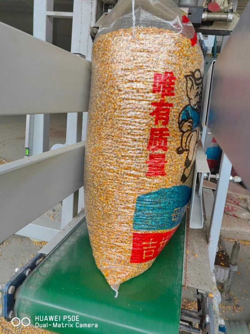 玉米粒国标二级玉米自然干玉米粒烘干玉米量大从优
