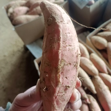 烟台沙土地红皮红心烟薯25，稀溜甜
