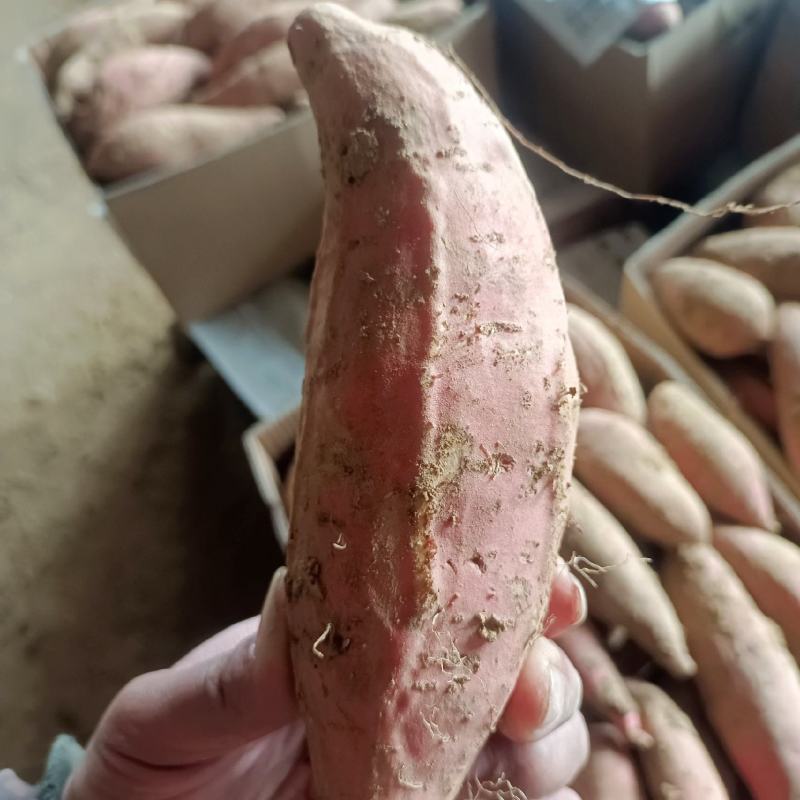 烟台沙土地红皮红心烟薯25，稀溜甜