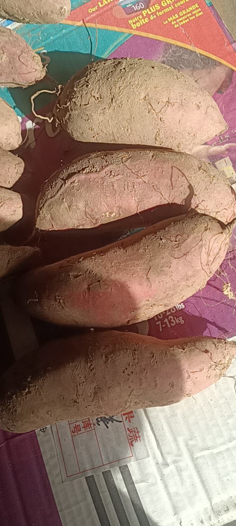 烟台沙土地红皮红心烟薯25，稀溜甜