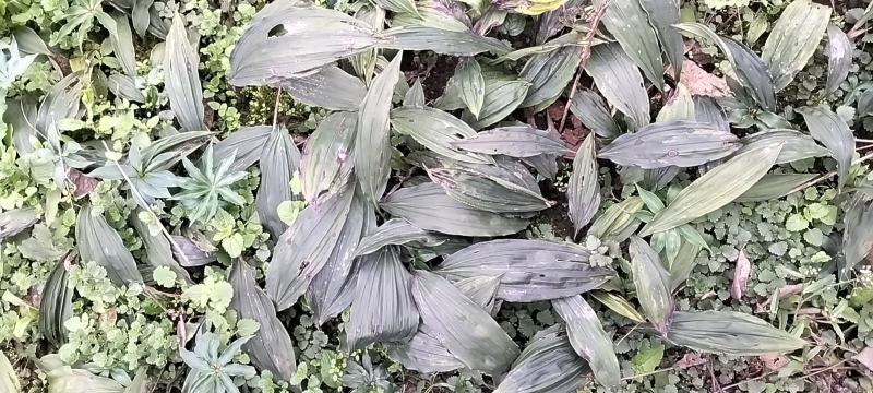 四川雅安高山宽叶大品种毛慈姑苗