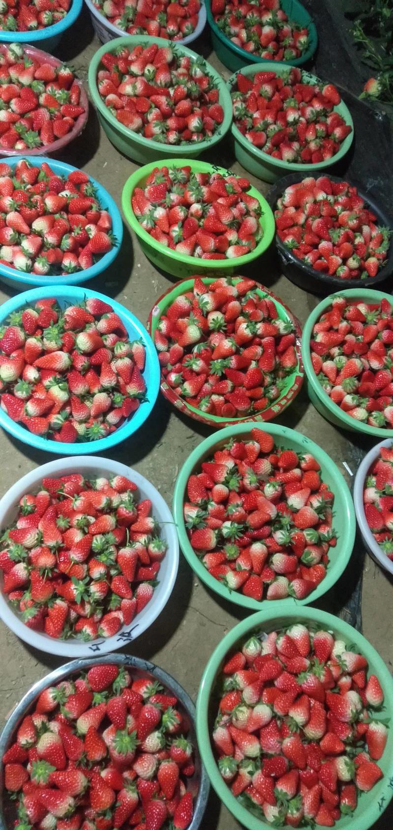 大棚甜宝草莓