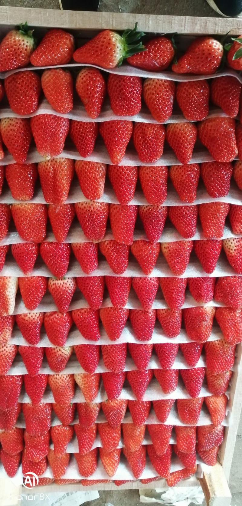 大棚甜宝草莓