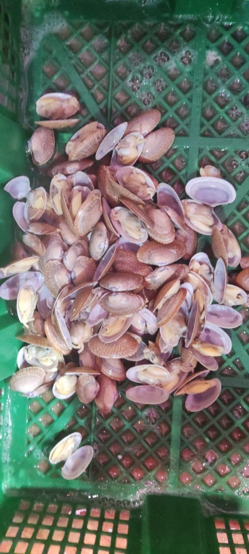 花甲，沙甲，扇贝，沙白