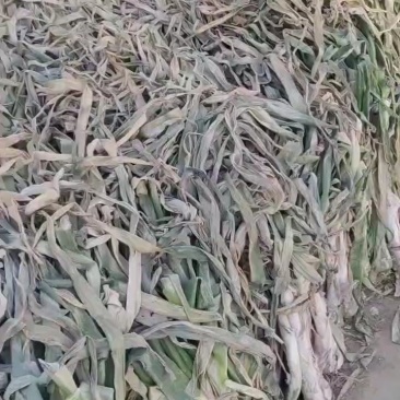 出售鸡腿葱