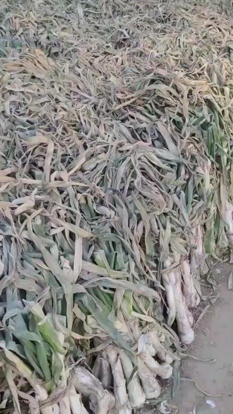 出售鸡腿葱