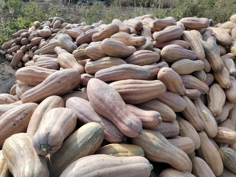 湖北金韩蜜本南瓜食堂全黄老南瓜工厂养殖电商超市南瓜