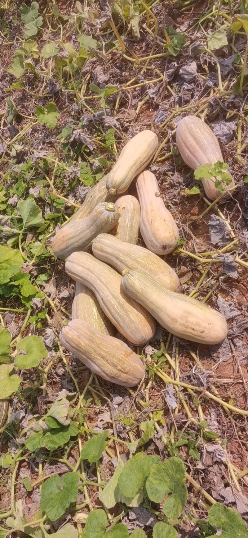 湖北金韩蜜本南瓜食堂全黄老南瓜工厂养殖电商超市南瓜