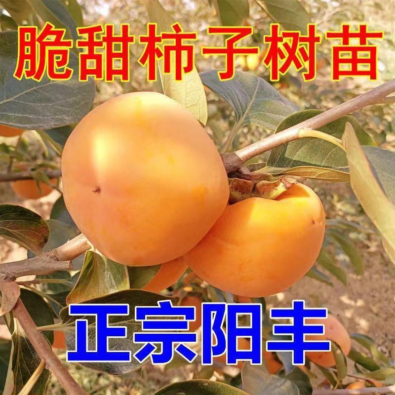 【精选】阳丰甜柿苗，阳丰脆甜柿子苗品质保证成活率高