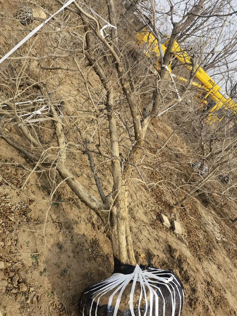 15公分的石榴树，16公分的甜石榴树，18公分的丛生石榴