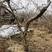 15公分的石榴树，16公分的甜石榴树，18公分的丛生石榴