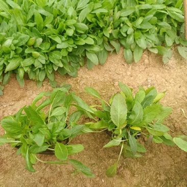 鼠尾草，花海主打产品，宿根，耐寒，耐旱，欢迎来电咨询