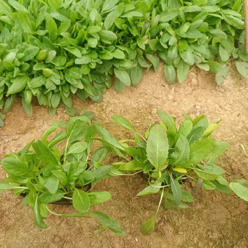 鼠尾草，花海主打产品，宿根，耐寒，耐旱，欢迎来电咨询