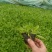 鼠尾草，花海主打产品，宿根，耐寒，耐旱，欢迎来电咨询
