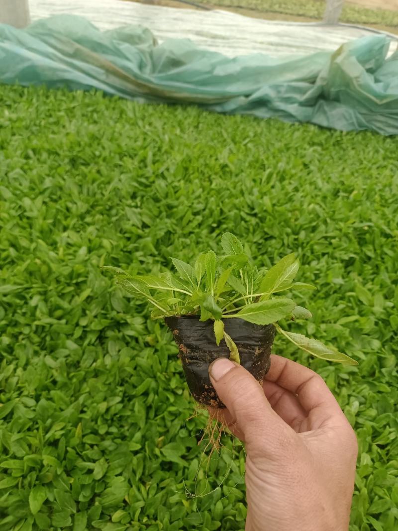 鼠尾草，花海主打产品，宿根，耐寒，耐旱，欢迎来电咨询