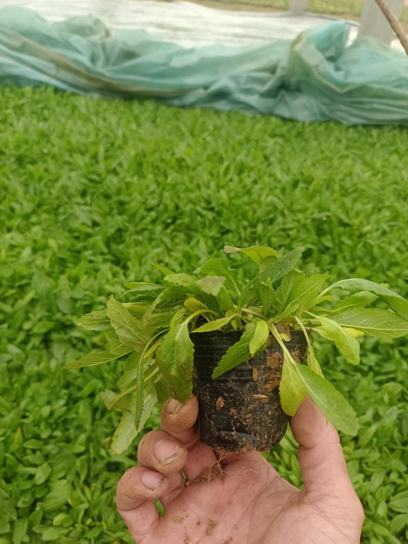 鼠尾草，花海主打产品，宿根，耐寒，耐旱，欢迎来电咨询