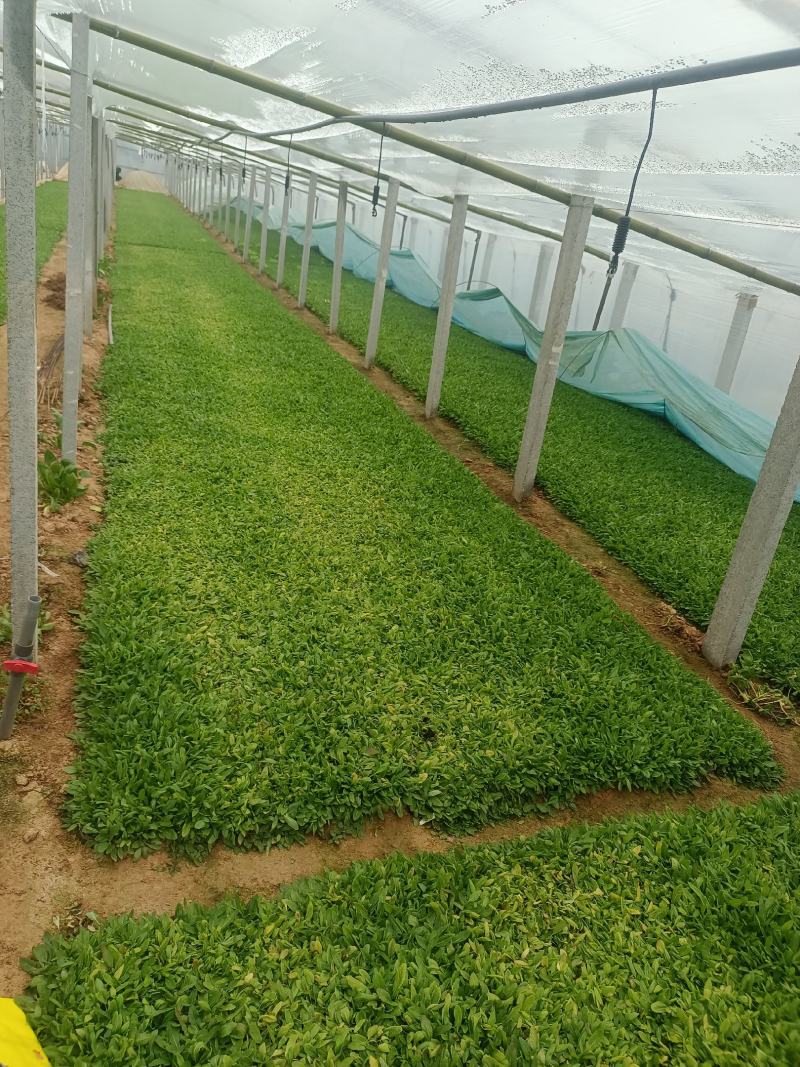 鼠尾草，花海主打产品，宿根，耐寒，耐旱，欢迎来电咨询