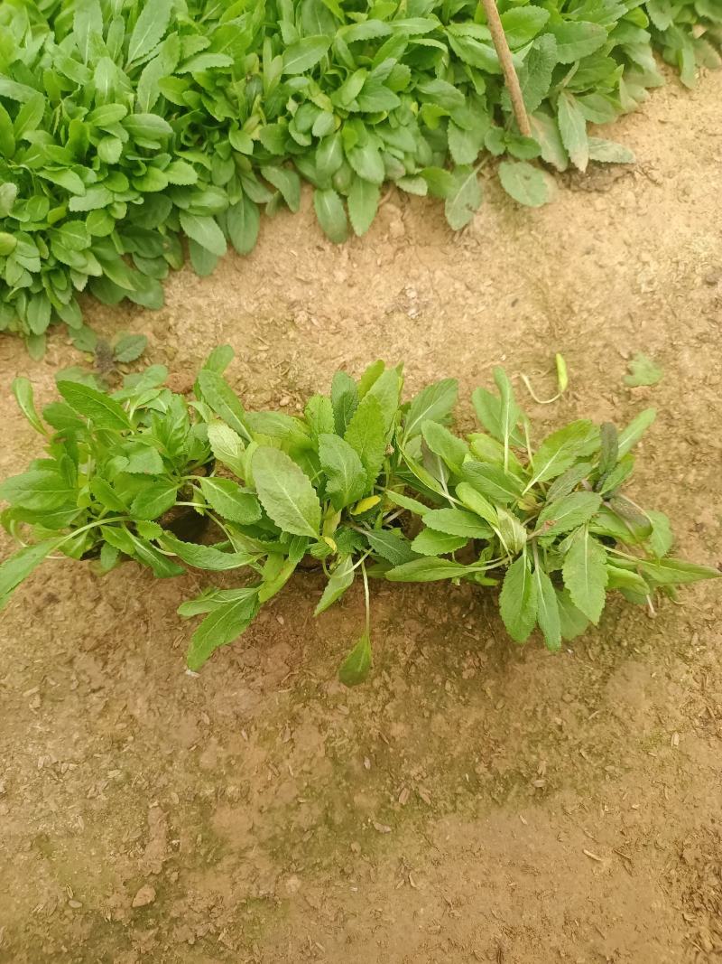鼠尾草，花海主打产品，宿根，耐寒，耐旱，欢迎来电咨询