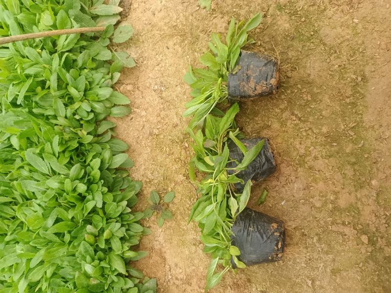 鼠尾草，花海主打产品，宿根，耐寒，耐旱，欢迎来电咨询