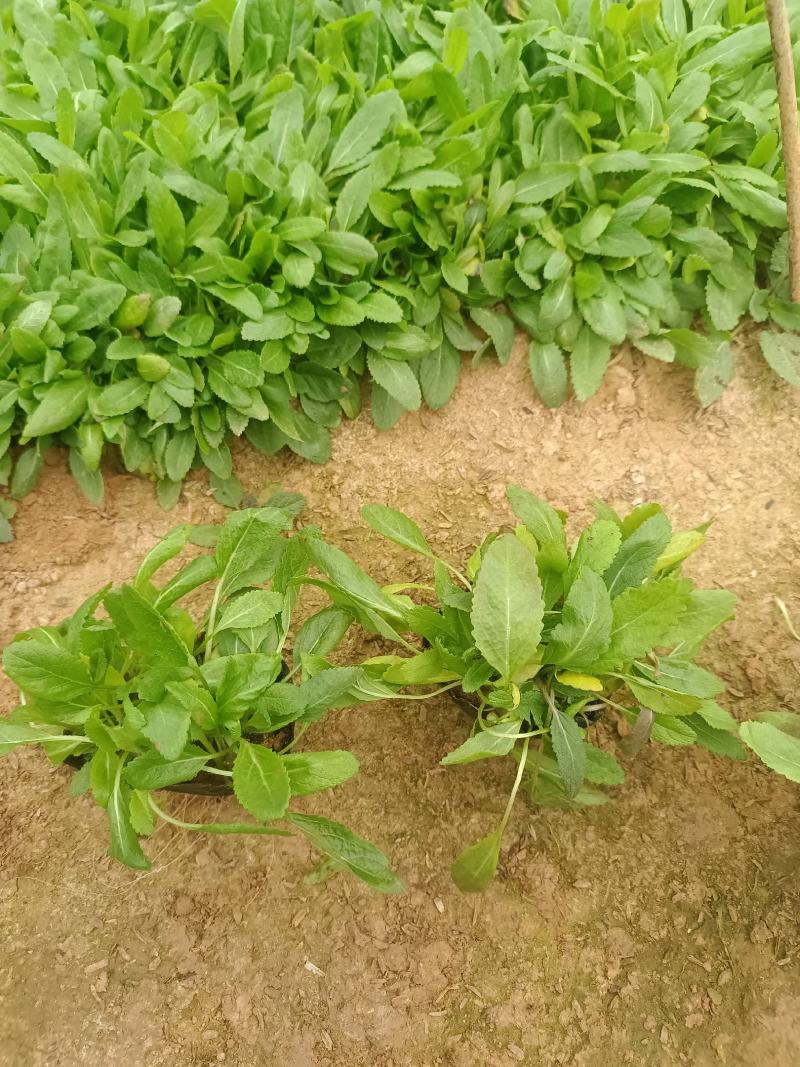 鼠尾草，花海主打产品，宿根，耐寒，耐旱，欢迎来电咨询