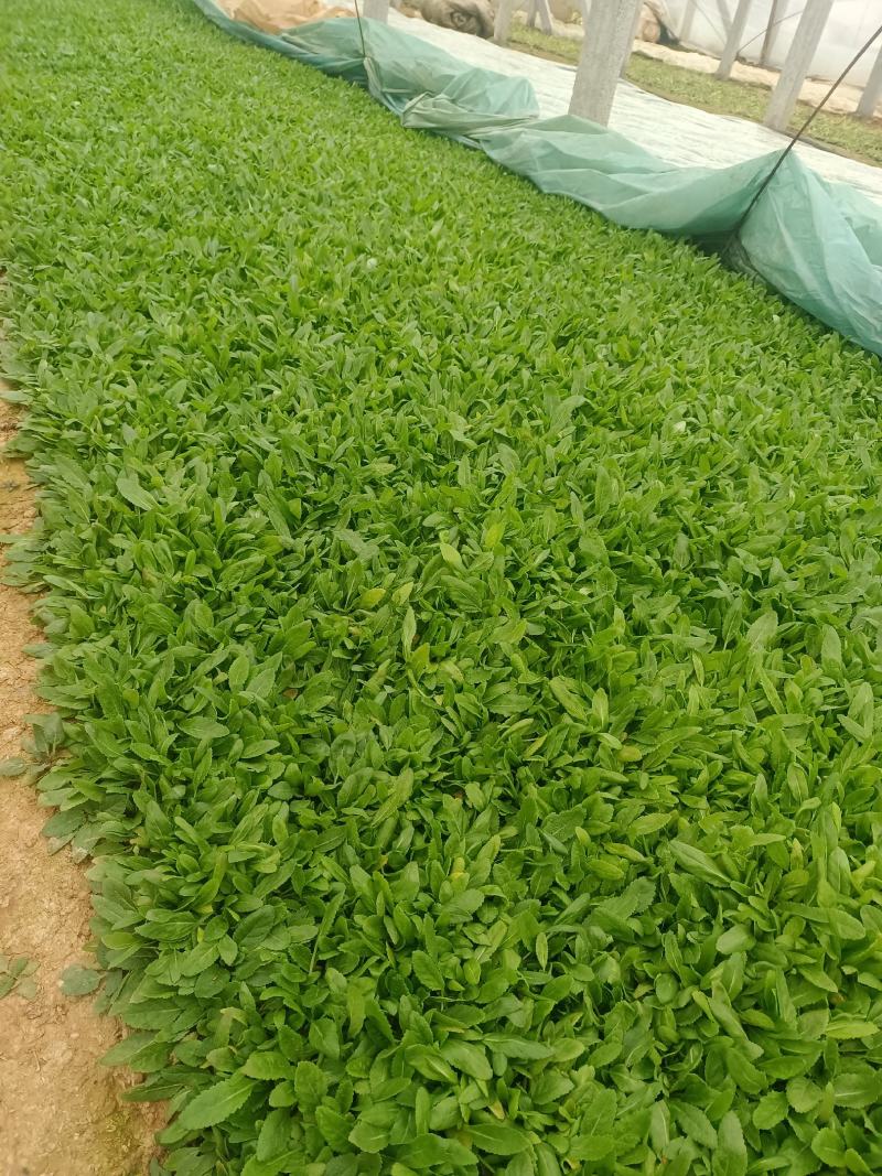 鼠尾草，花海主打产品，宿根，耐寒，耐旱，欢迎来电咨询