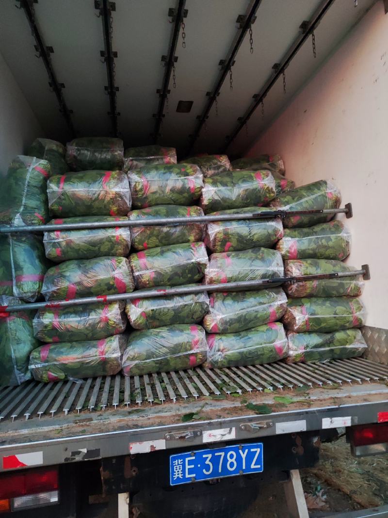 精品菠菜大叶菠菜河北菠菜产地一手货源质量保障货源充足
