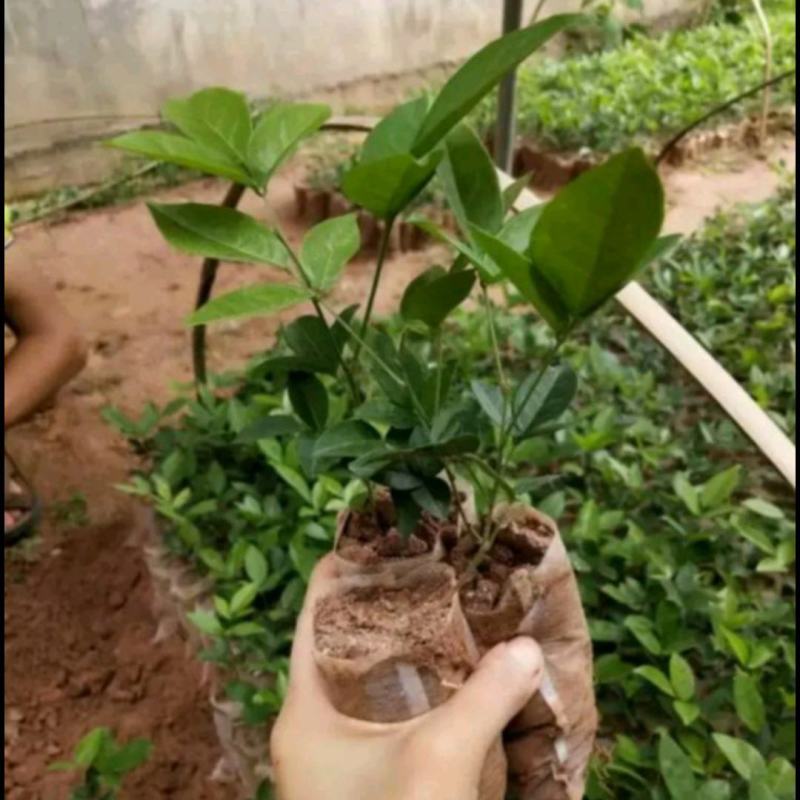 小叶牛大力苗