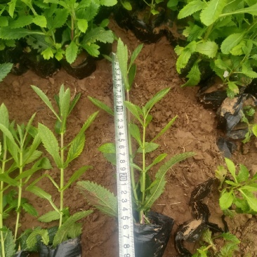 【牛商推荐】柳叶马鞭草，产地一手货源，质量保证，欢迎来电咨询
