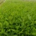 【牛商推荐】柳叶马鞭草，产地一手货源，质量保证，欢迎来电咨询