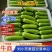 【实力】绿皮西葫芦现已大量上市，大量接单发全国各地