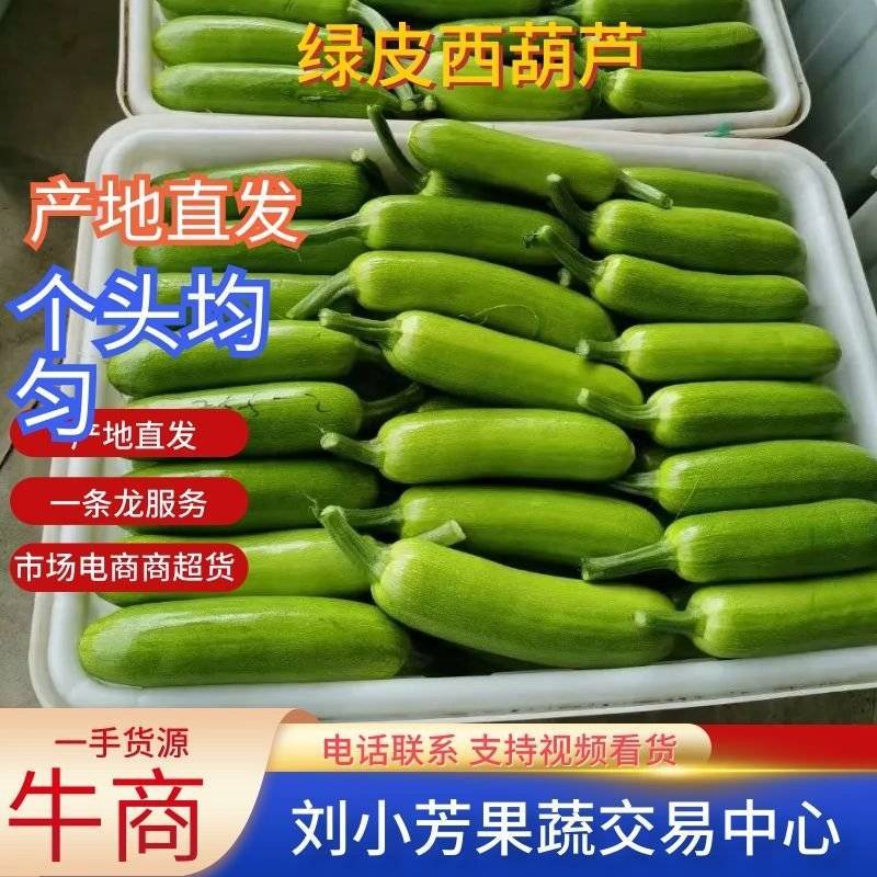 【实力】绿皮西葫芦现已大量上市，大量接单发全国各地