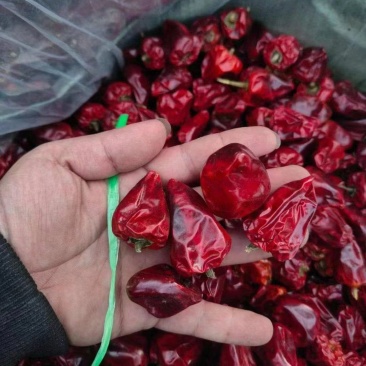 新货灯笼椒精品通货应有尽有