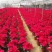 一品红高度45~50左右基地直发实物实拍图一箱25盆发货