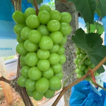 5BB根系，3309根系，阳光玫瑰葡萄苗