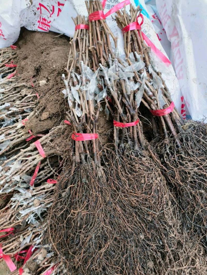 5BB根系，3309根系，阳光玫瑰葡萄苗
