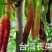 5BB根系，3309根系，阳光玫瑰葡萄苗