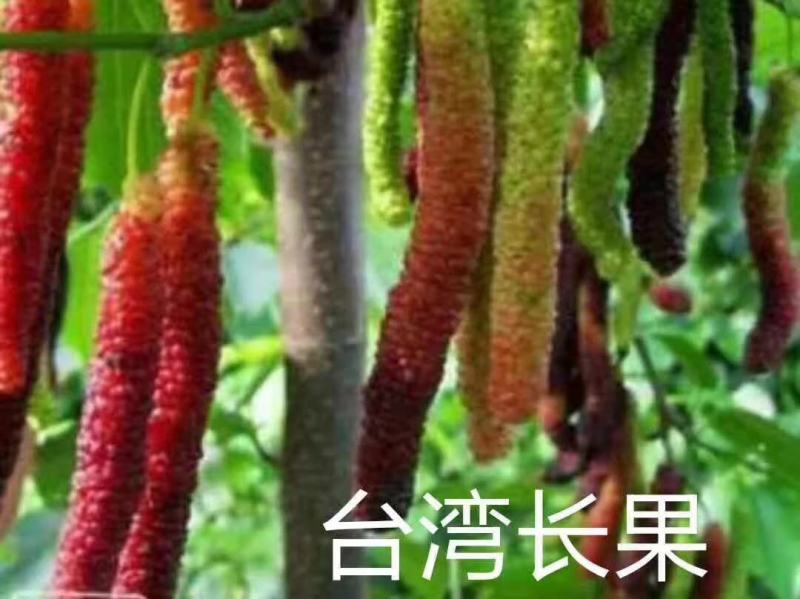 5BB根系，3309根系，阳光玫瑰葡萄苗