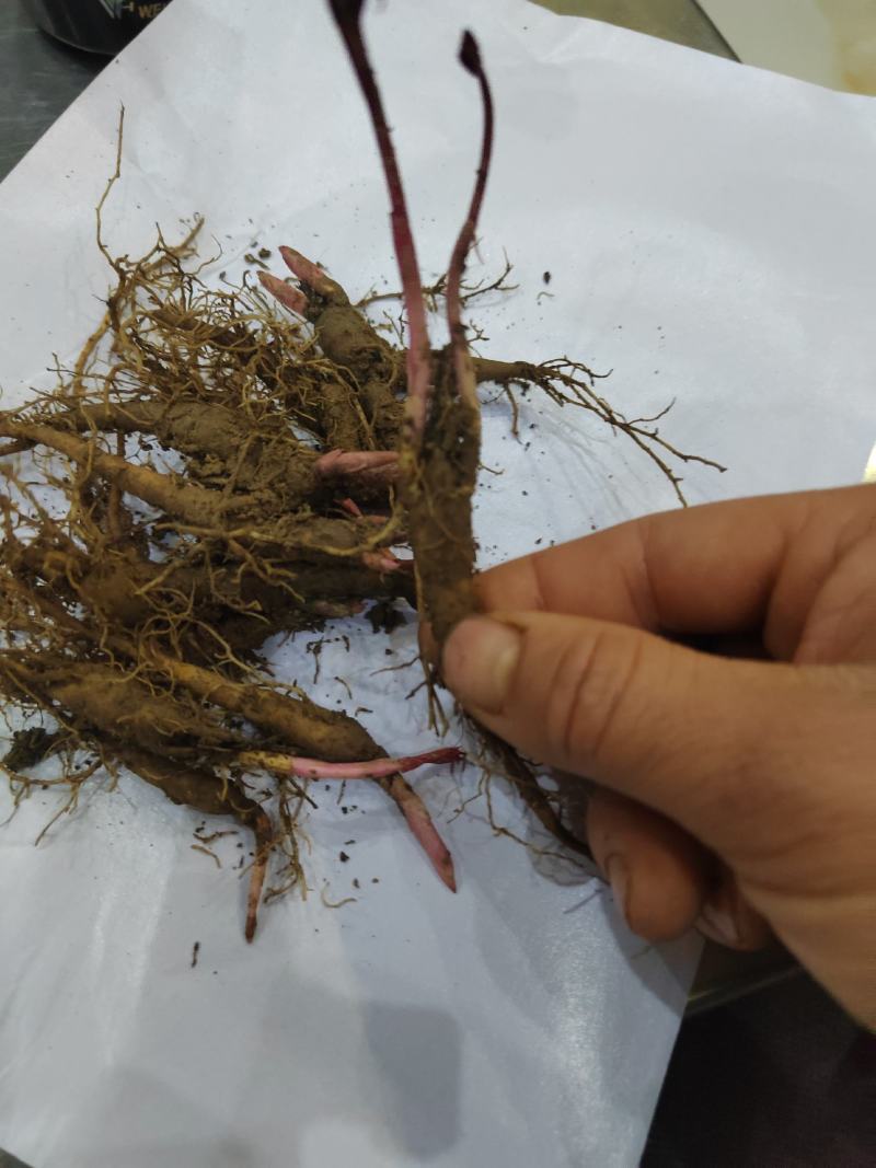 赤芍苗，白花赤芍，川赤芍，芍药苗