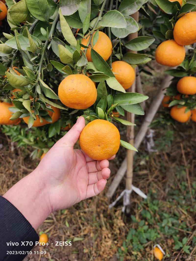 沃柑柑橘，味道纯甜，颜色红火，个头大。皮毛好。