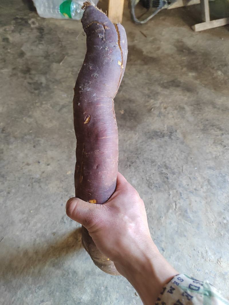 虎杖片，虎杖圆片，虎杖饮片，高含量虎杖片