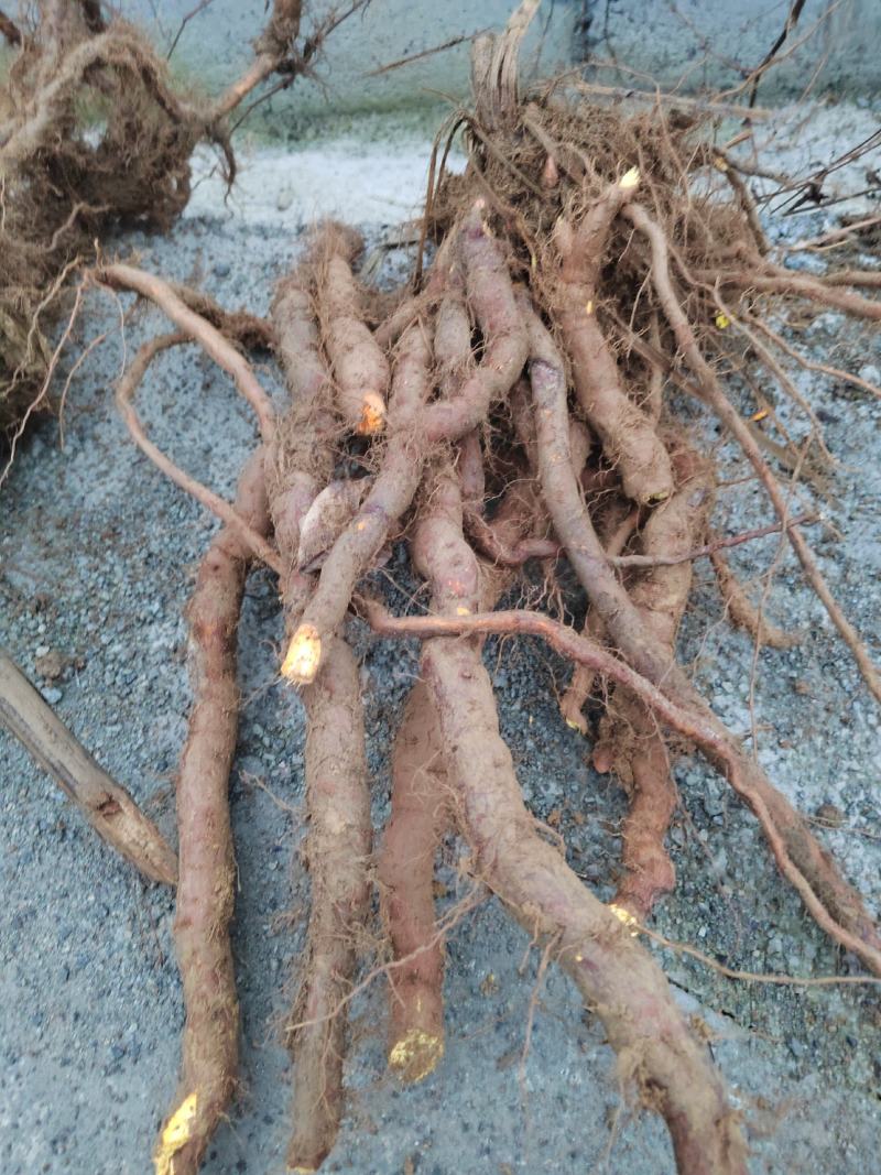 虎杖片，虎杖圆片，虎杖饮片，高含量虎杖片
