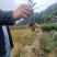 茶苗批发零售，量大从优