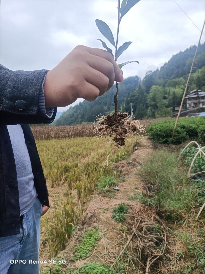 茶苗批发零售，量大从优